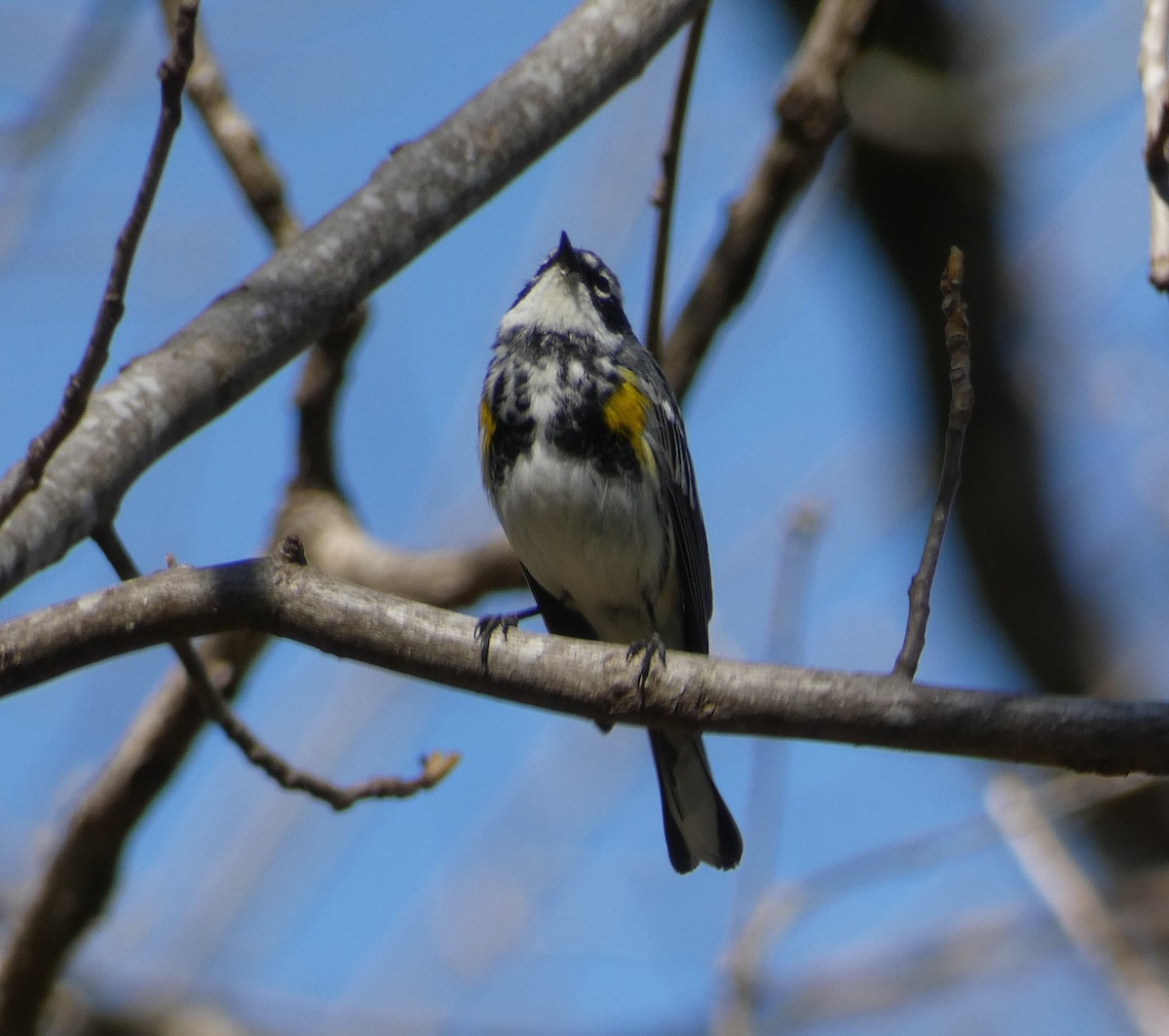 Yellow-rumped Warbler - ML617070356