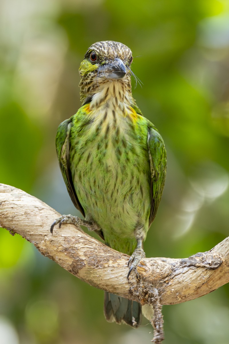 Barbudo Orejiverde - ML617070368