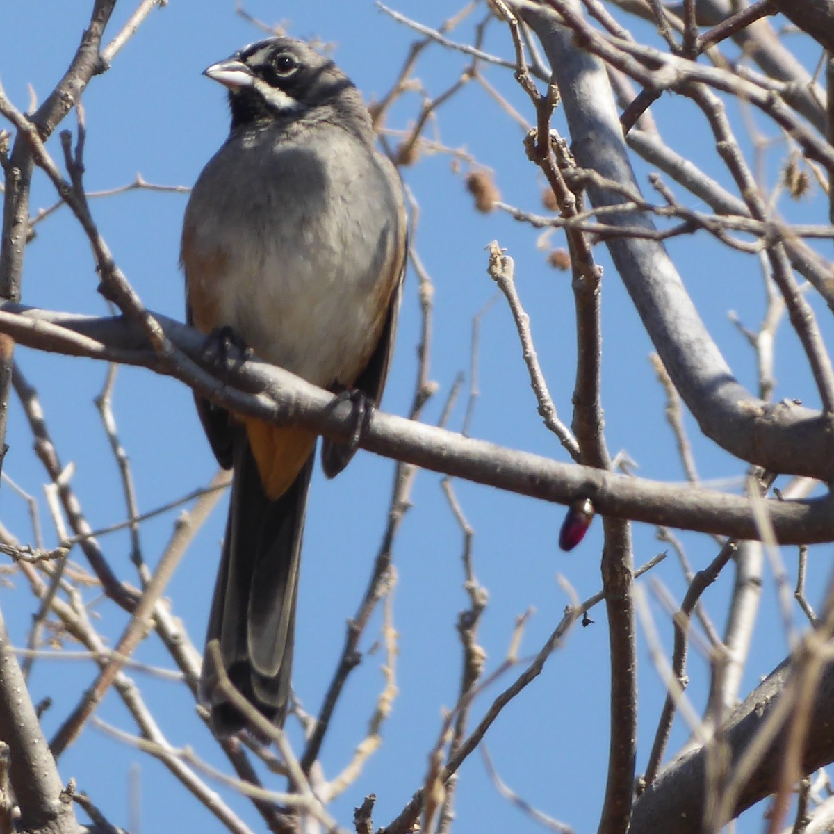 Bridled Sparrow - ML617070374