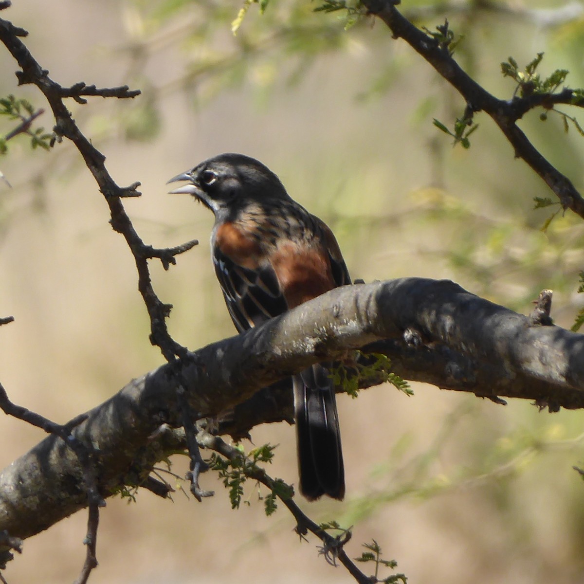 Bridled Sparrow - ML617070375