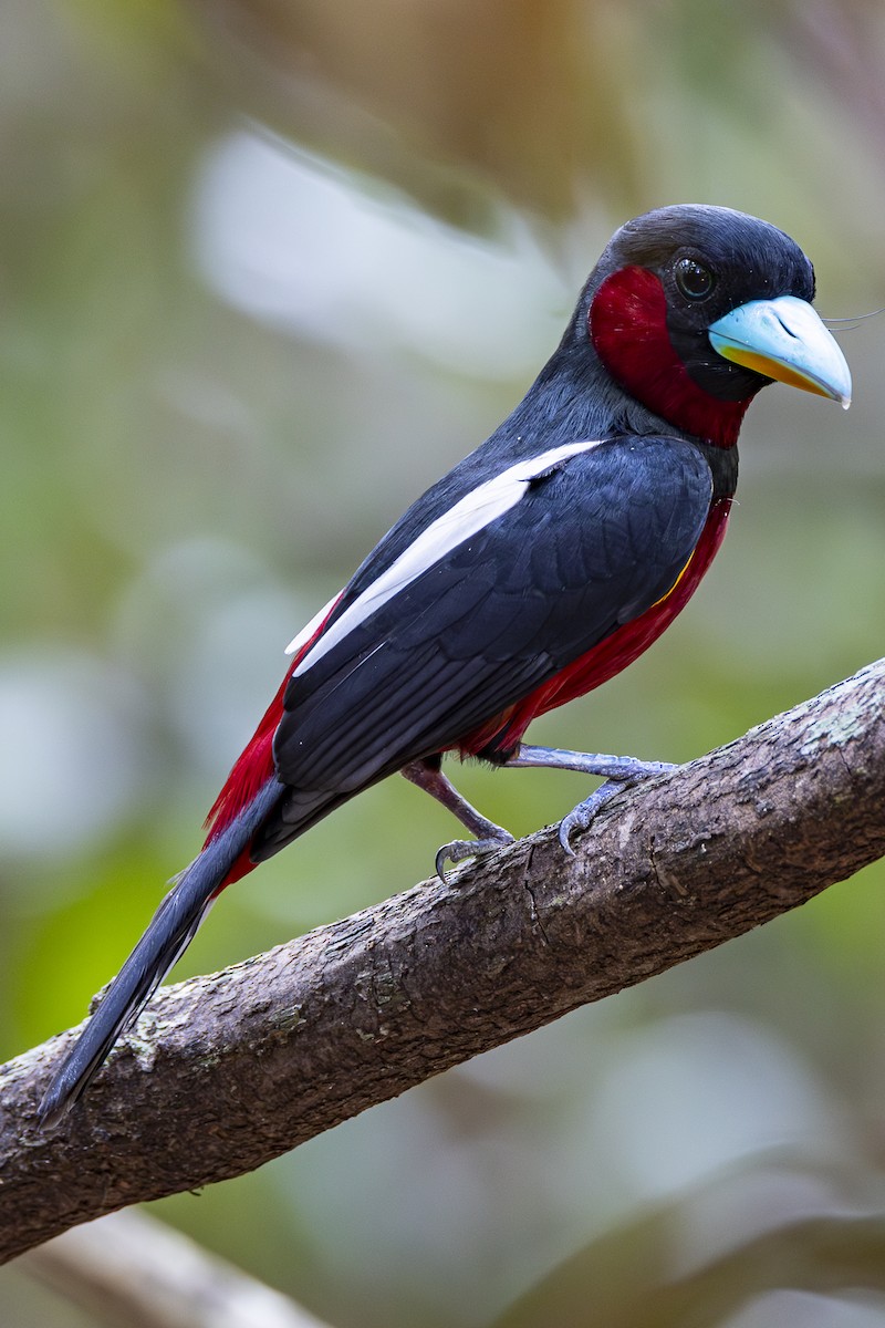 Black-and-red Broadbill - ML617070395