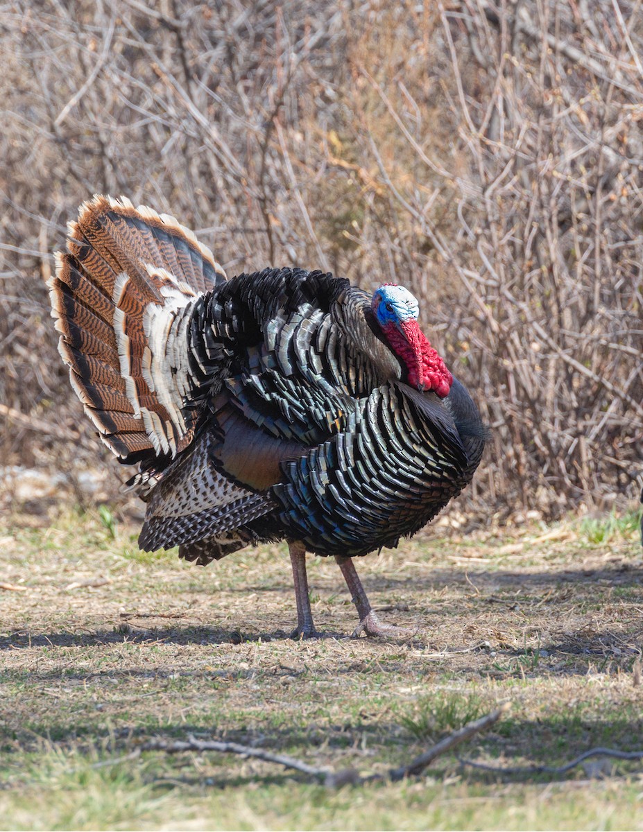 Wild Turkey - ML617070396
