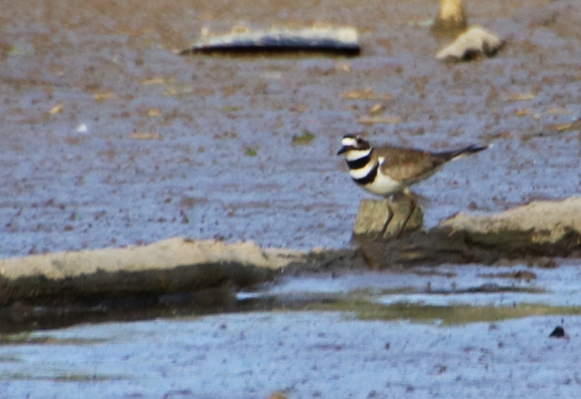 Killdeer - ML617070453