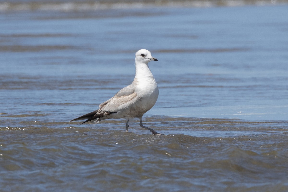 Short-billed Gull - ML617070457