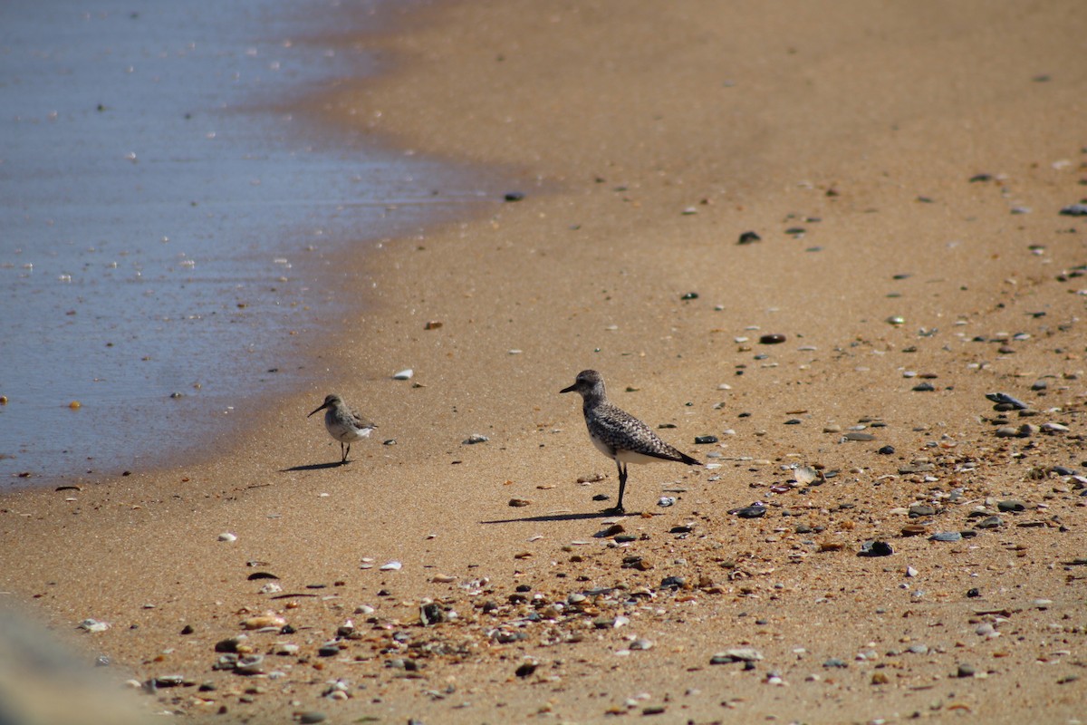 Black-bellied Plover - ML617070459