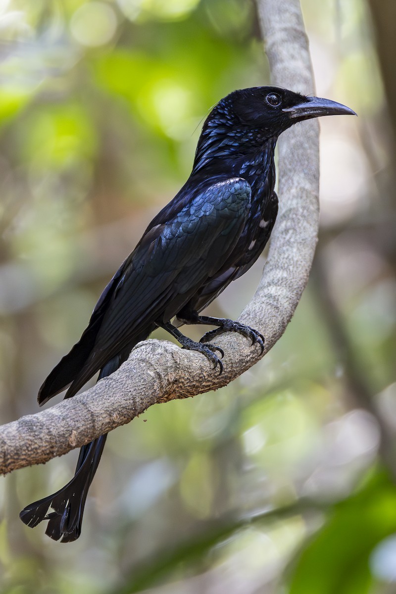 Drongo Crestudo (hottentottus/brevirostris) - ML617070485