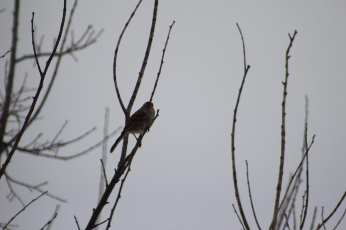 White-crowned Sparrow - ML617070486