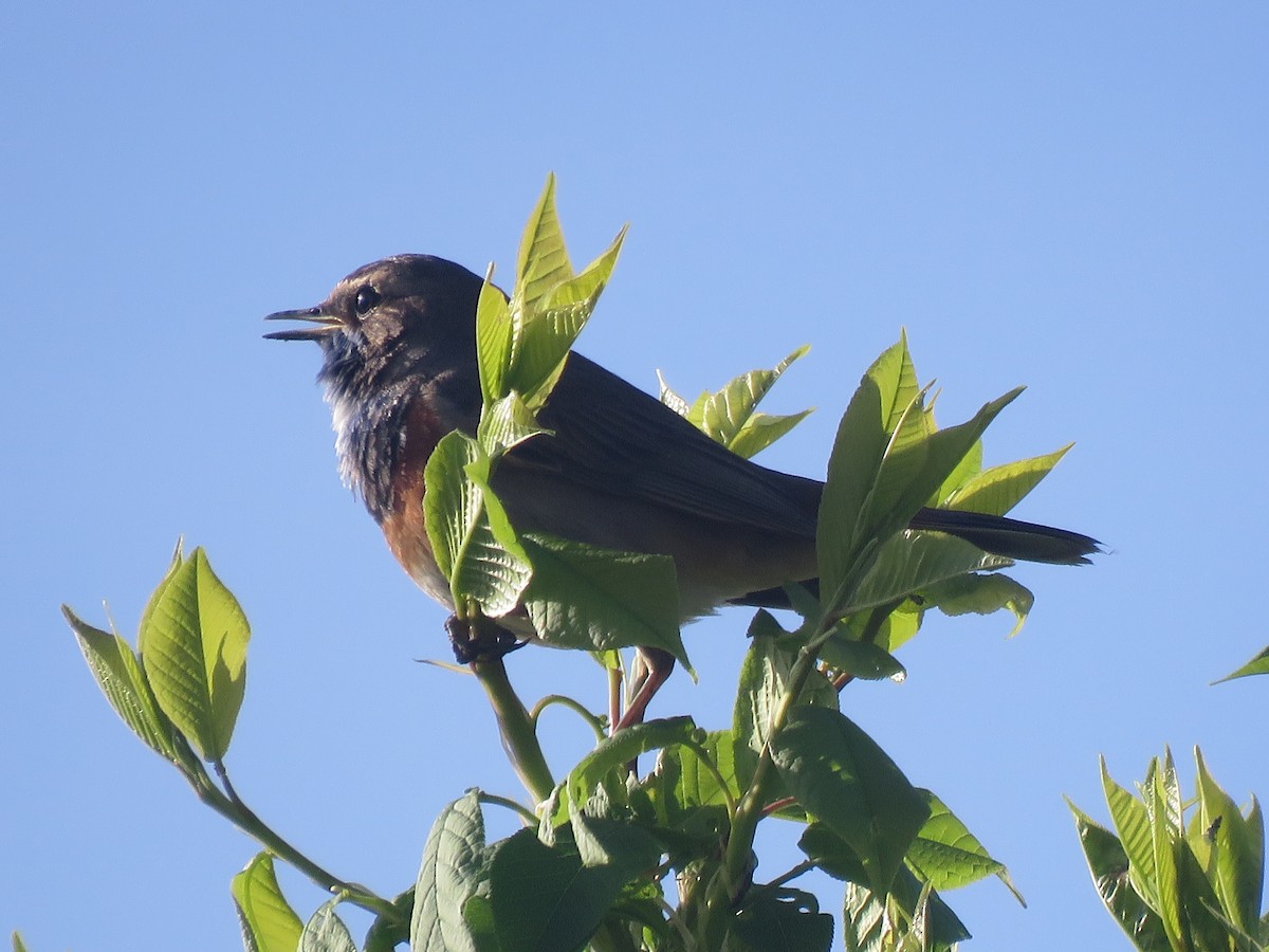 Blaukehlchen - ML617070516