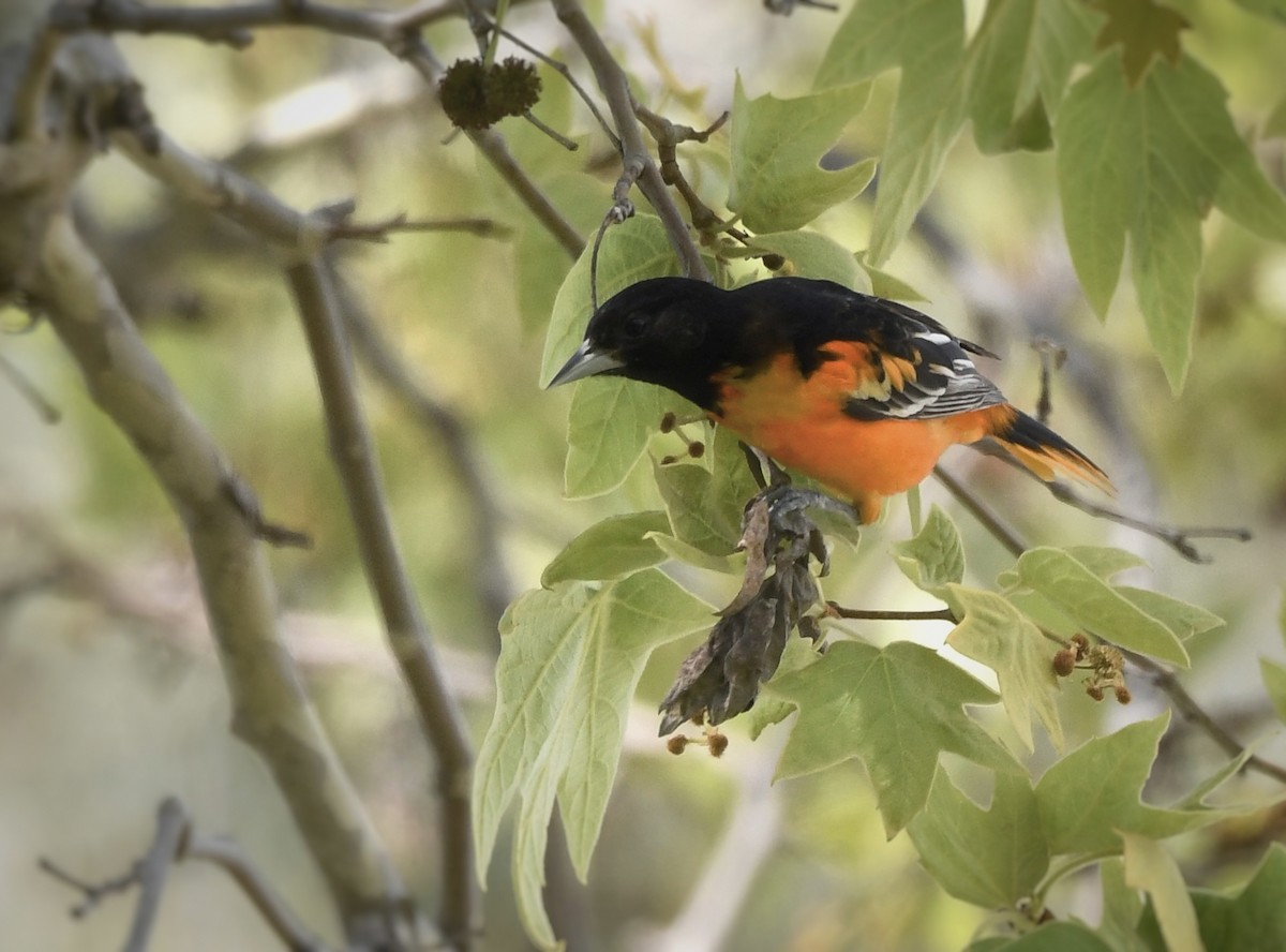 Oriole de Baltimore - ML617070519