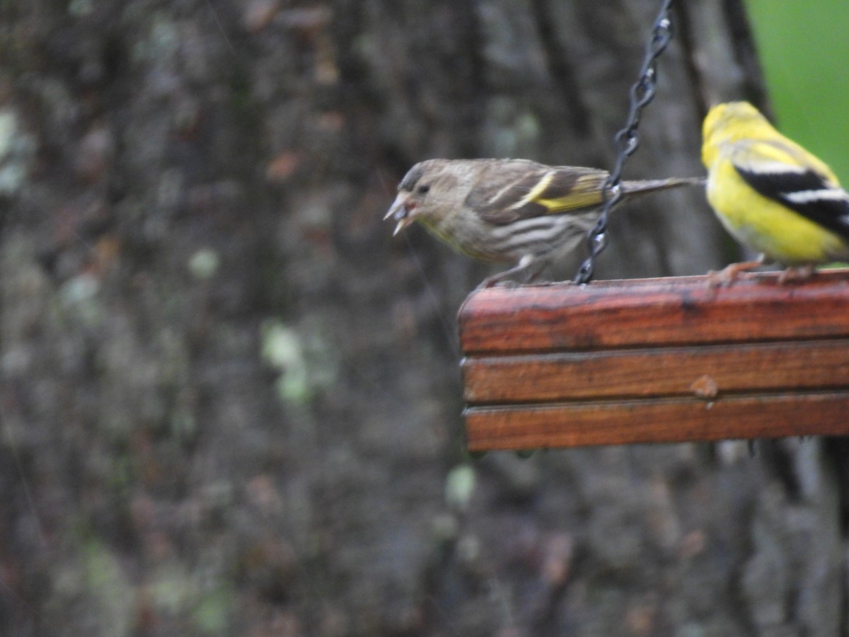 Pine Siskin - ML617070542