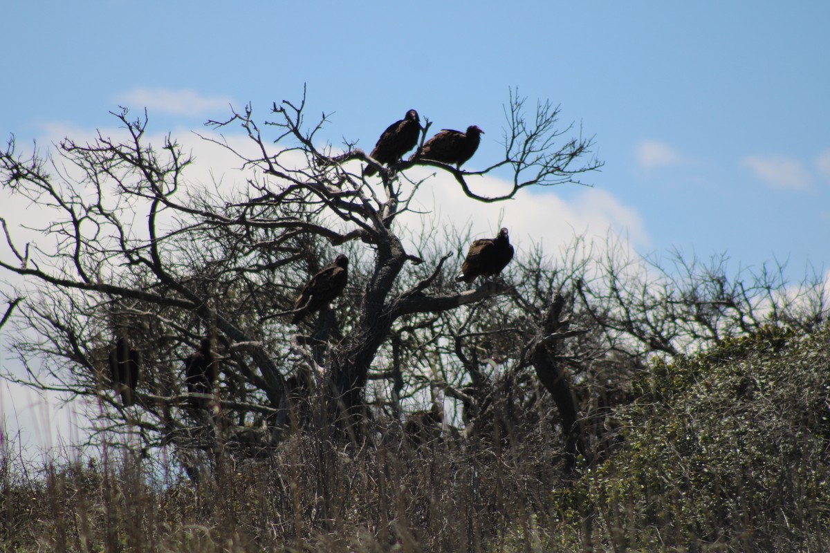 Turkey Vulture - Debra Swinford