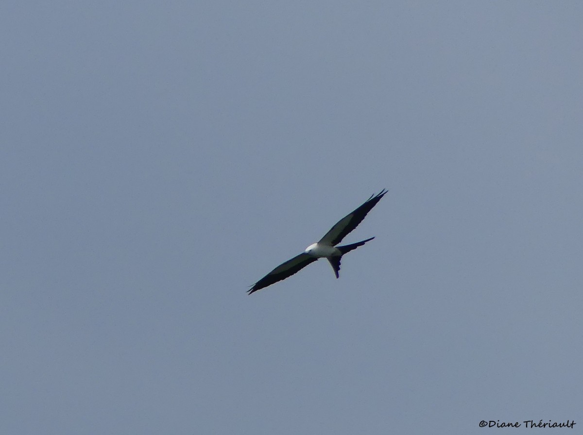 Swallow-tailed Kite - ML617070553