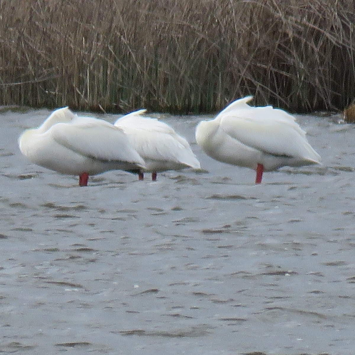 American White Pelican - ML617070674