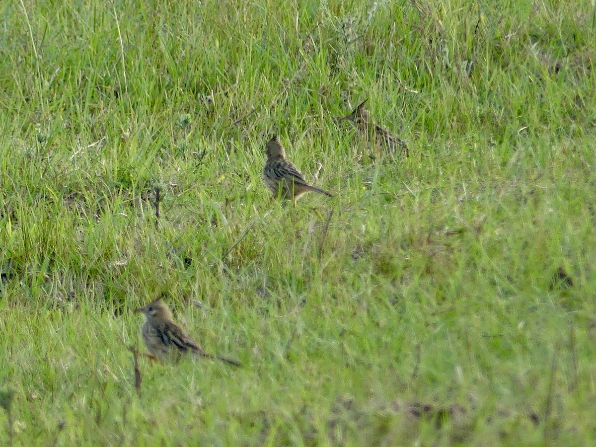 Chacobuschläufer - ML617070682