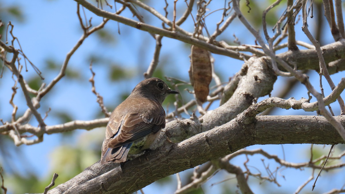 Western Bluebird - Brian Nothhelfer