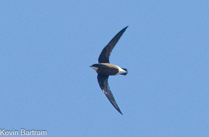 White-throated Needletail - ML617070702