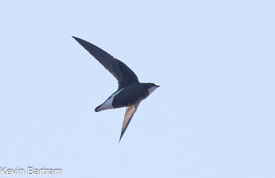 White-throated Needletail - Kevin Bartram