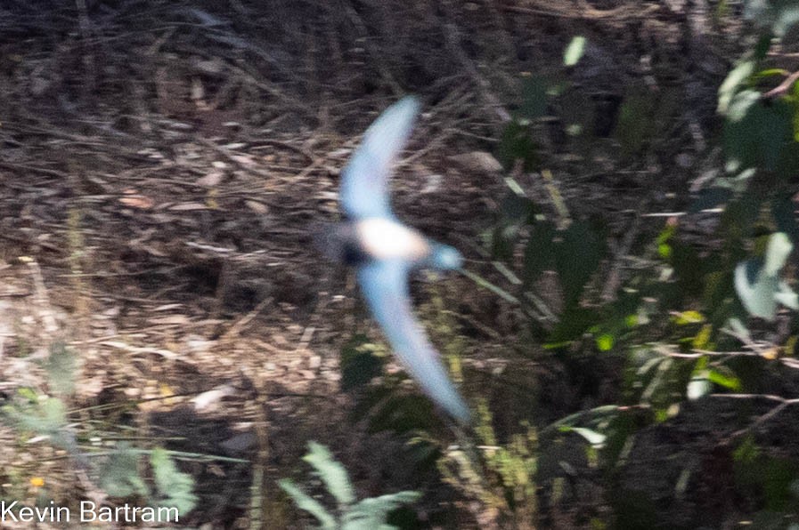 White-throated Needletail - Kevin Bartram