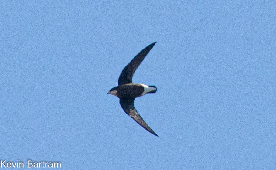 White-throated Needletail - Kevin Bartram