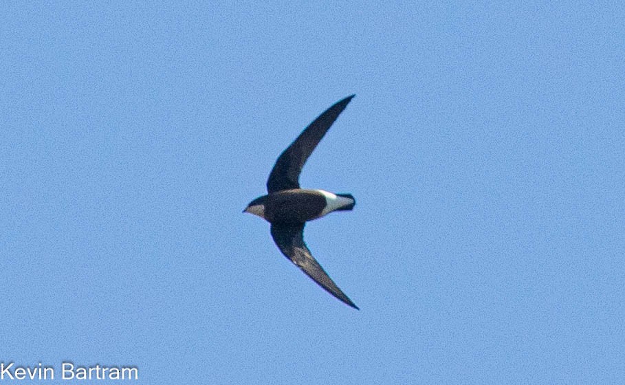 White-throated Needletail - ML617070708