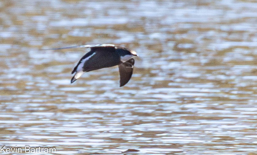 White-throated Needletail - Kevin Bartram