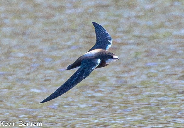 White-throated Needletail - Kevin Bartram