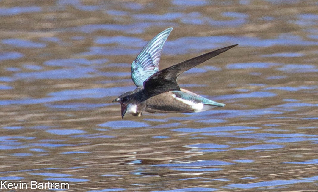 White-throated Needletail - ML617070715