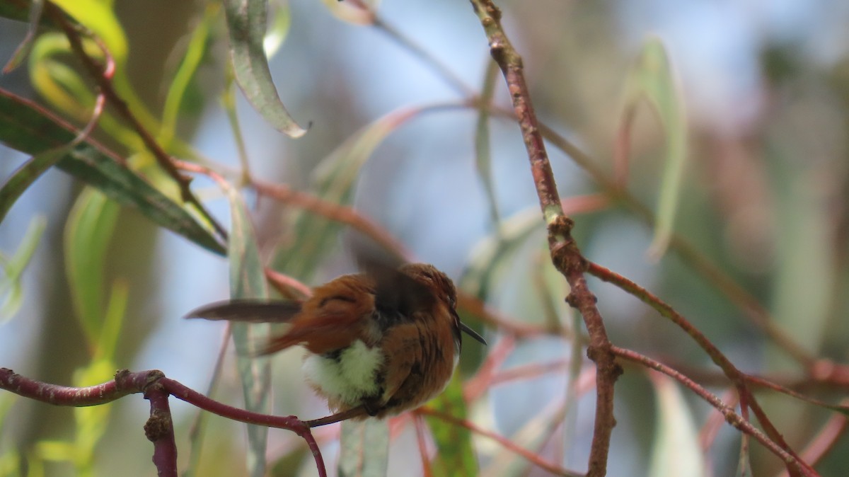 Allen's Hummingbird - Brian Nothhelfer