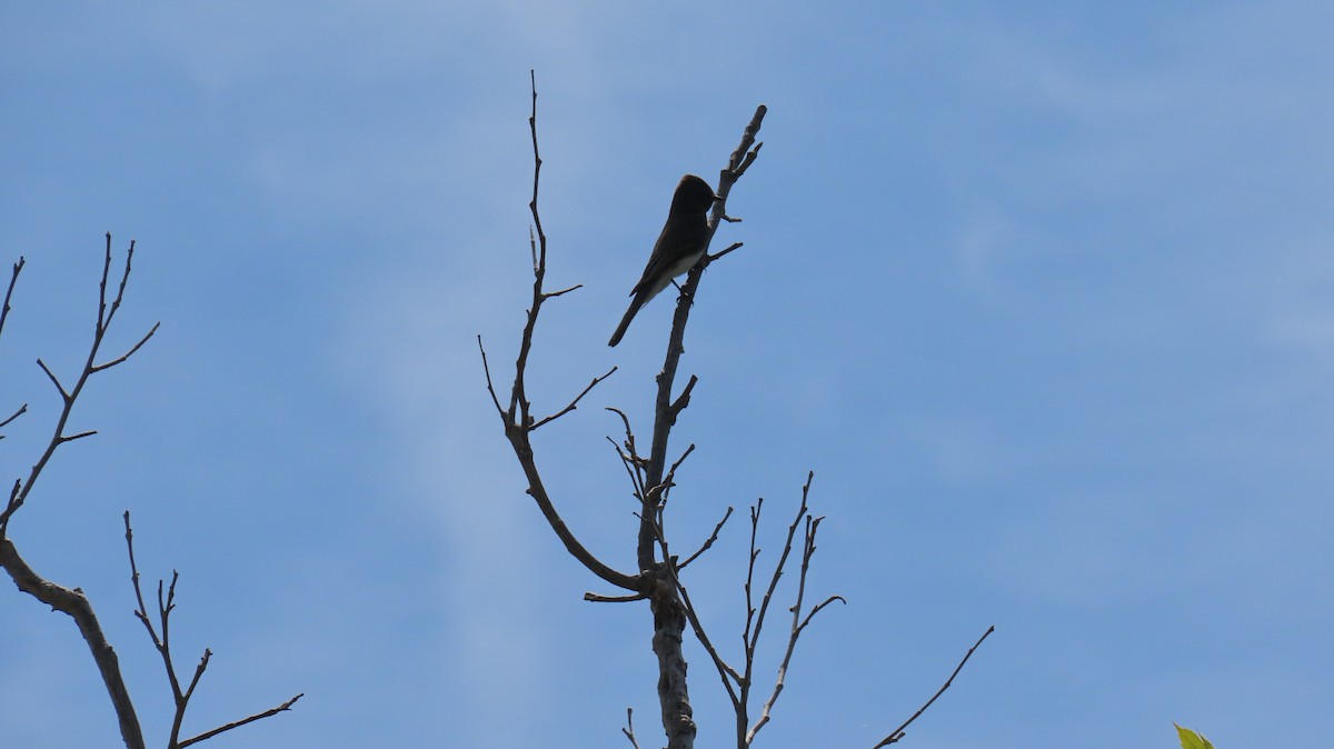 Black Phoebe - Brian Nothhelfer