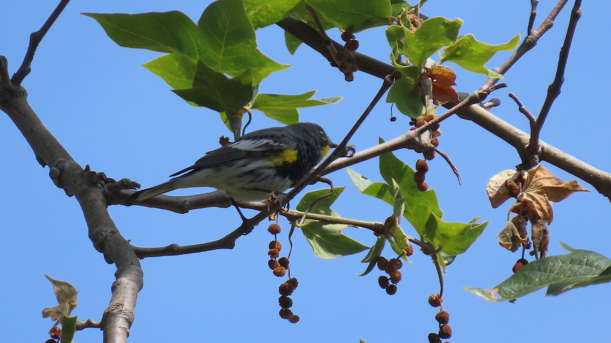 Yellow-rumped Warbler - Brian Nothhelfer