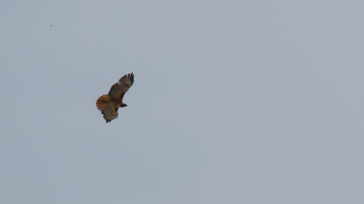 Red-tailed Hawk - Brian Nothhelfer