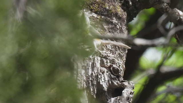 Tufted x Black-crested Titmouse (hybrid) - ML617070782