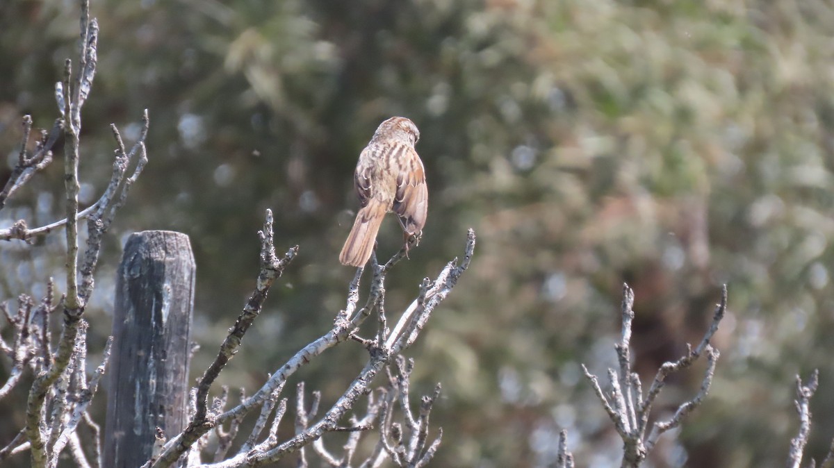 Song Sparrow - Brian Nothhelfer