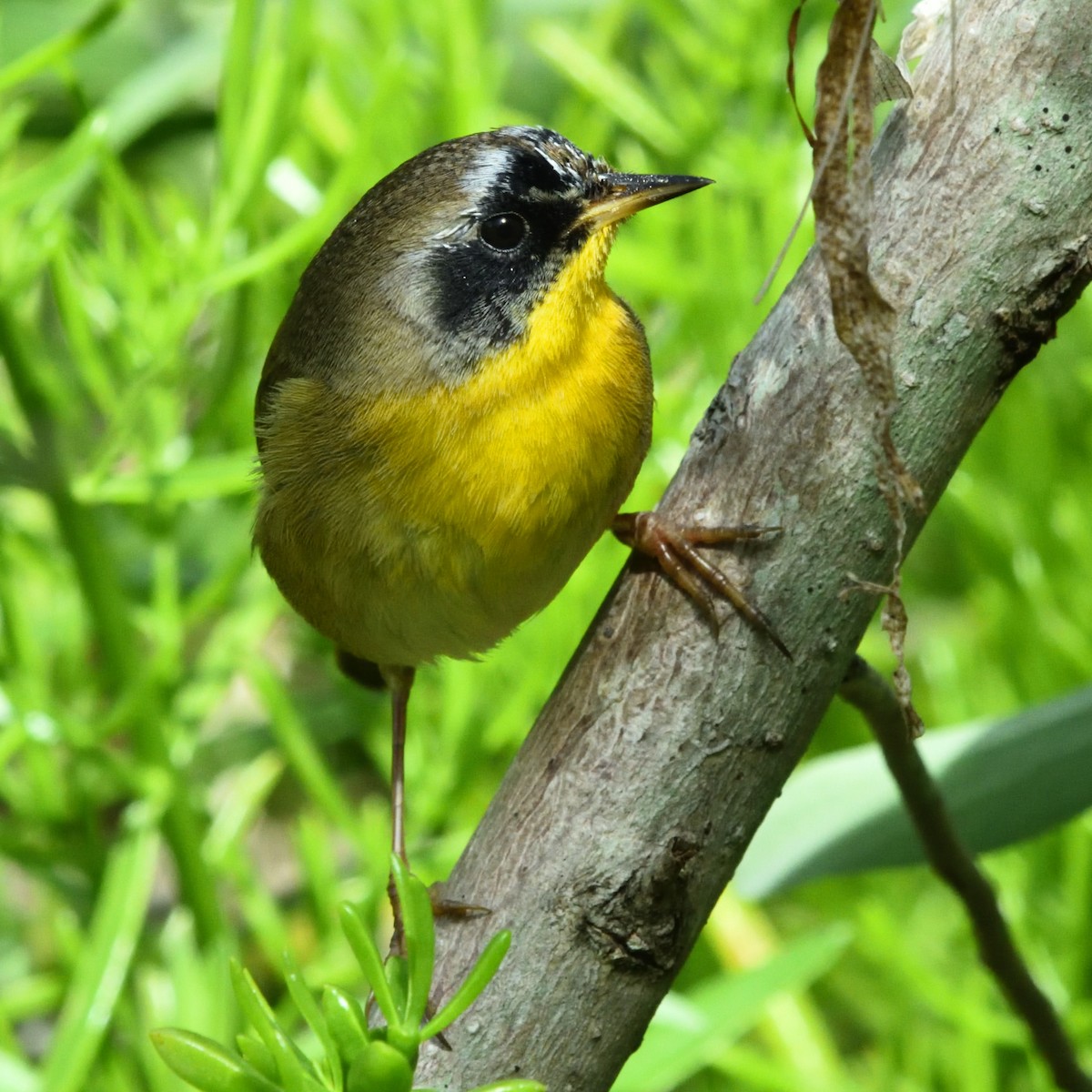 Common Yellowthroat - ML617070799