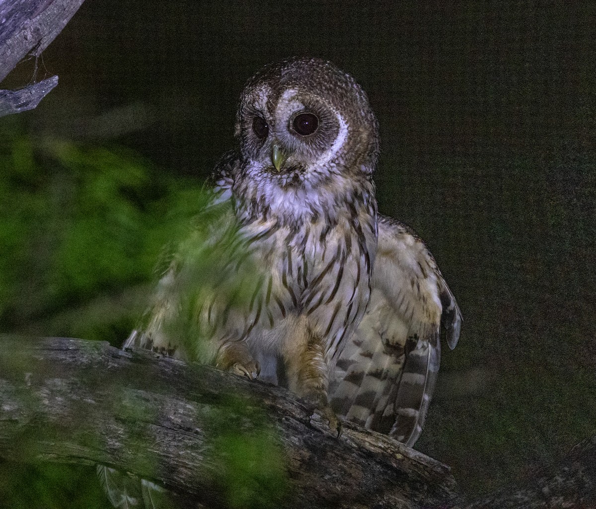 Mottled Owl - Greg Harrington