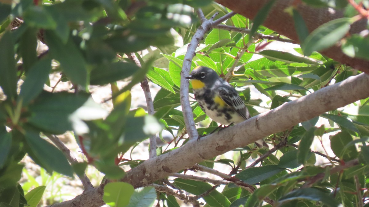 Yellow-rumped Warbler - Brian Nothhelfer