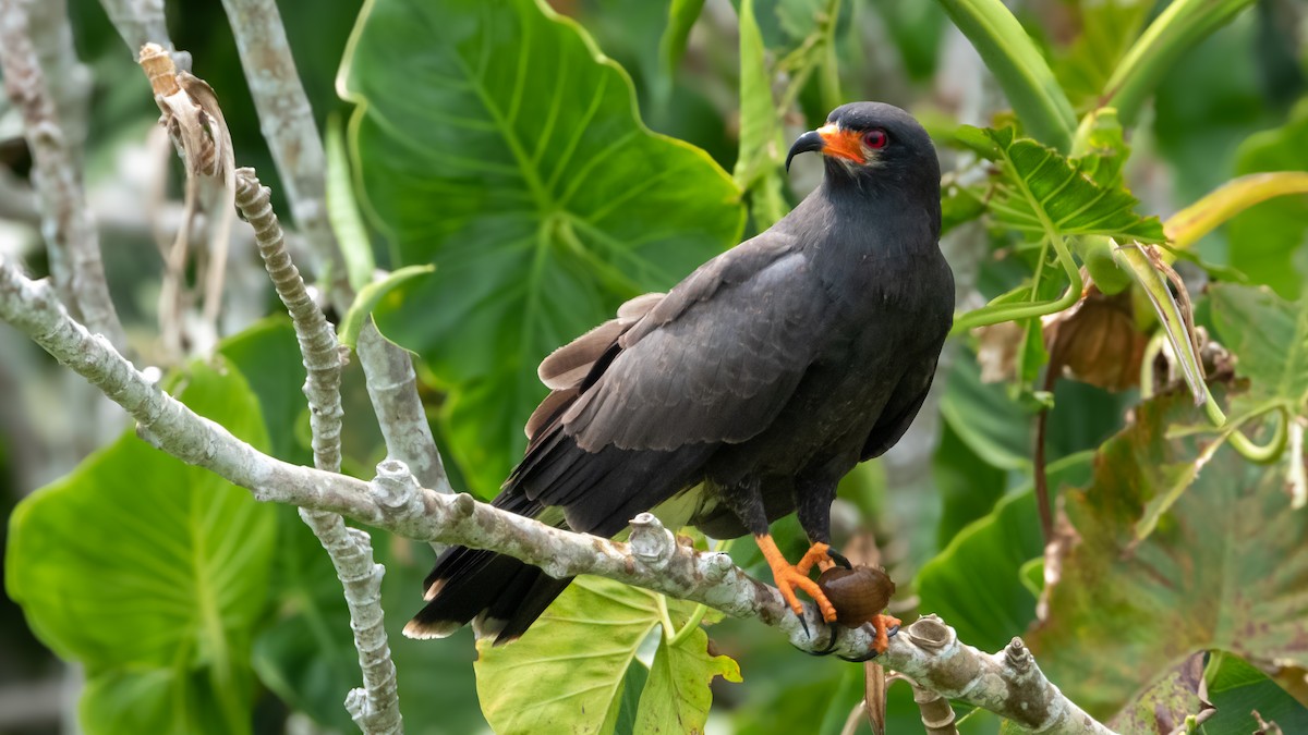 Snail Kite - ML617070840