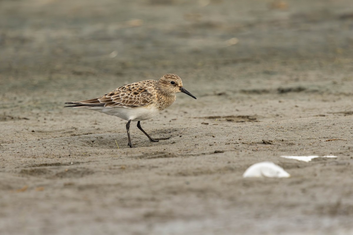 Baird's Sandpiper - Jack Rogers