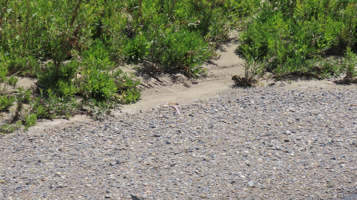 Killdeer - Brian Nothhelfer