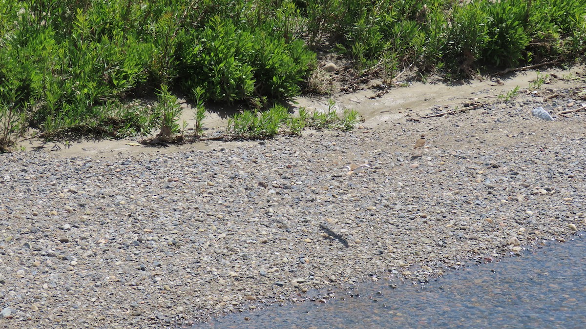 Killdeer - Brian Nothhelfer