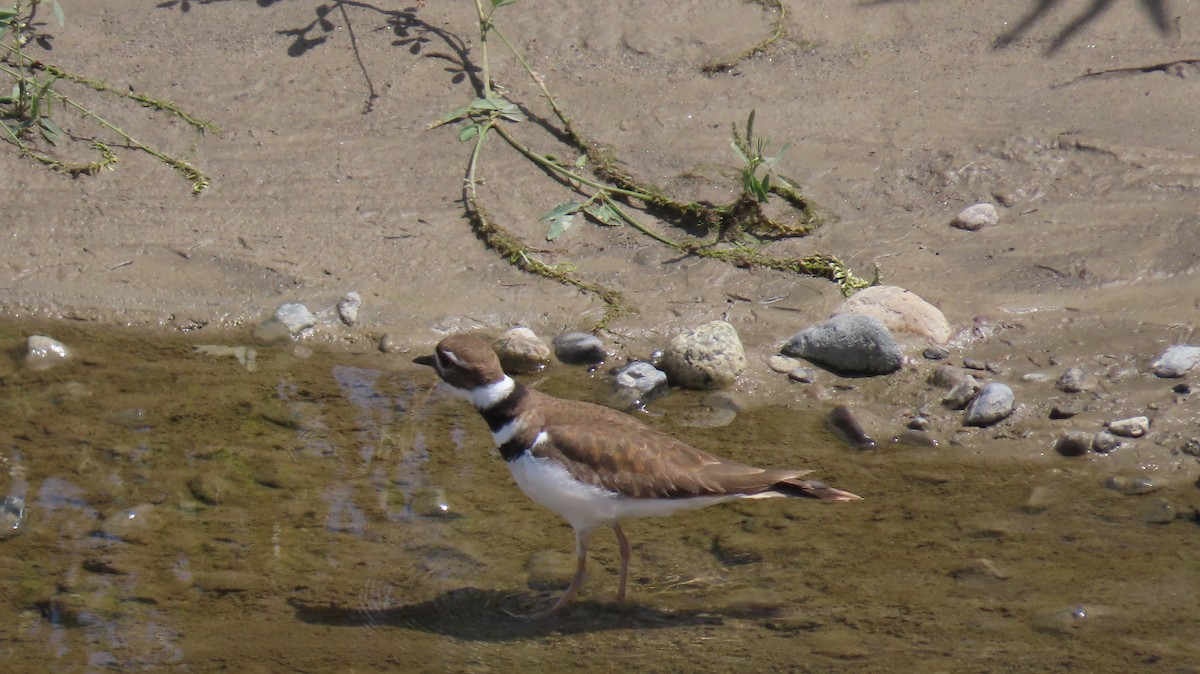 Killdeer - ML617070944