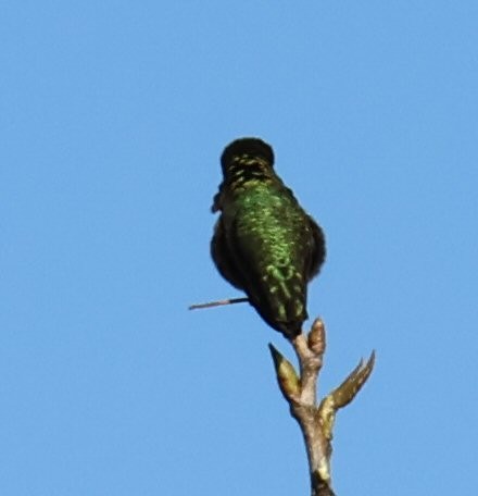 Anna's Hummingbird - Vince Folsom