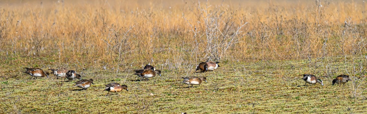 American Wigeon - ML617070972