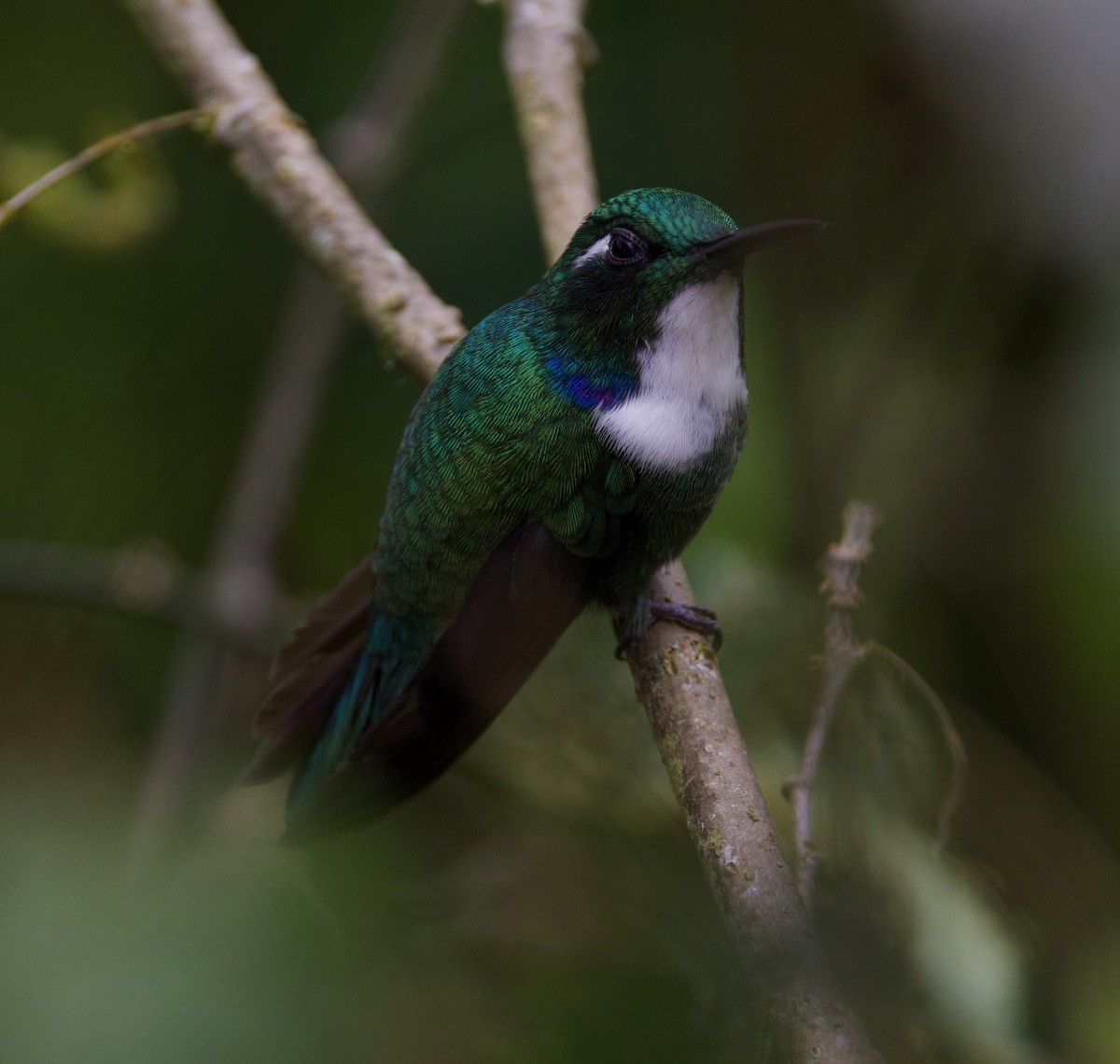 White-throated Daggerbill - ML617070973