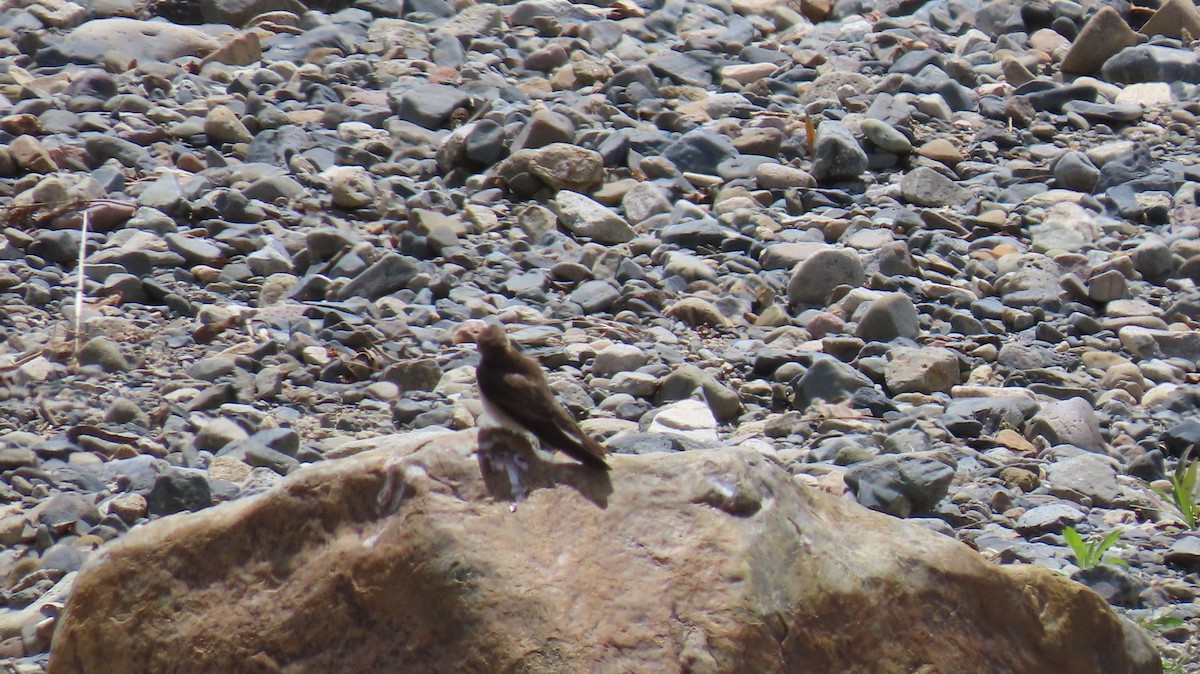 Northern Rough-winged Swallow - ML617070974