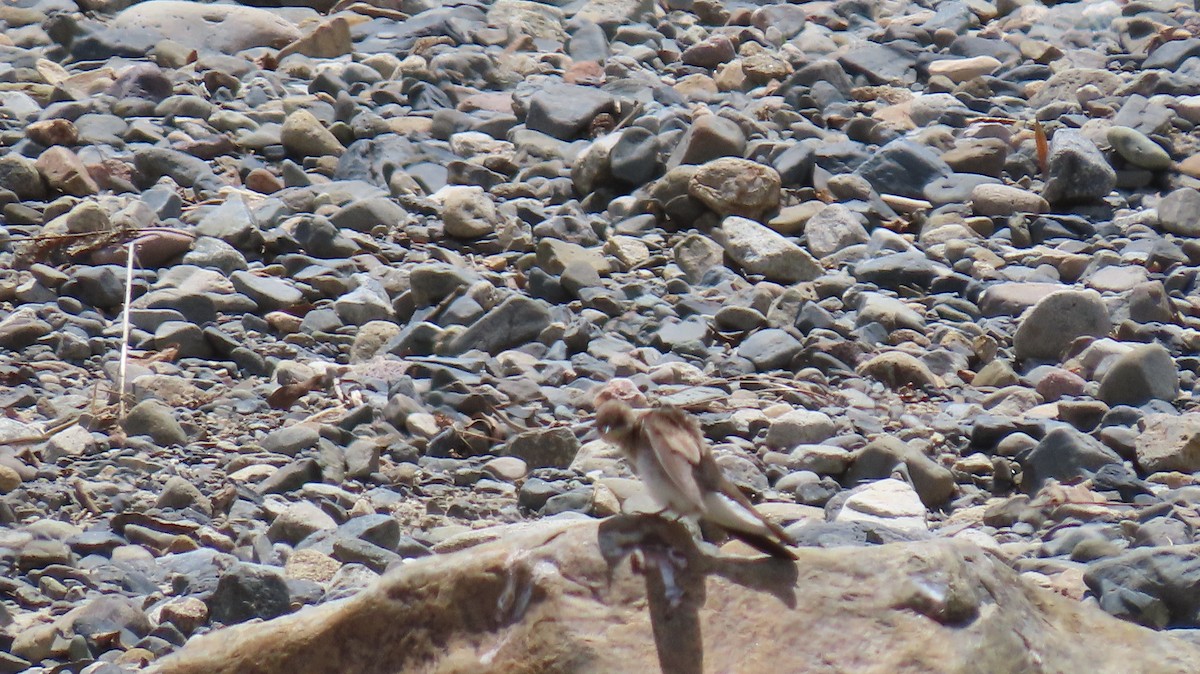 Golondrina Aserrada - ML617070975