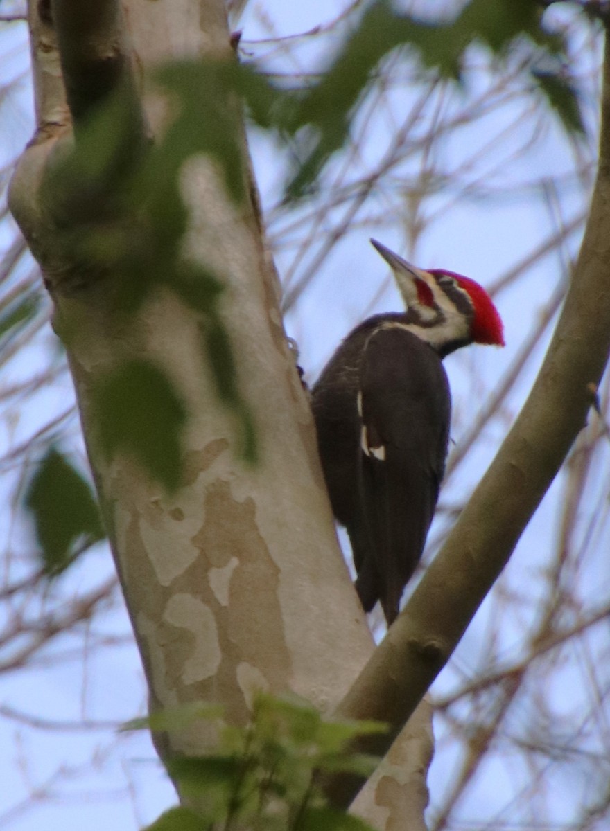 Pileated Woodpecker - ML617070980