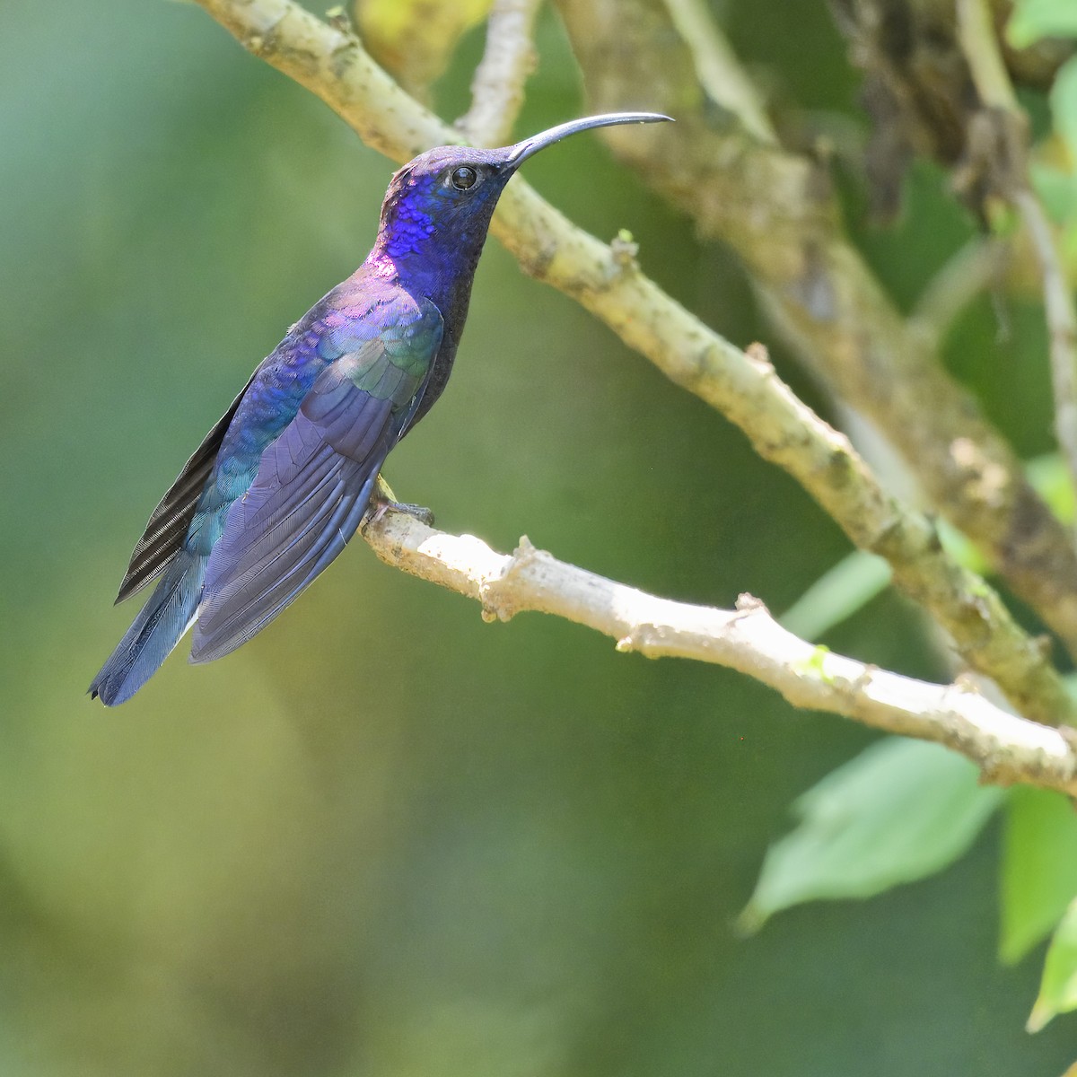 Colibrí Morado - ML617070996