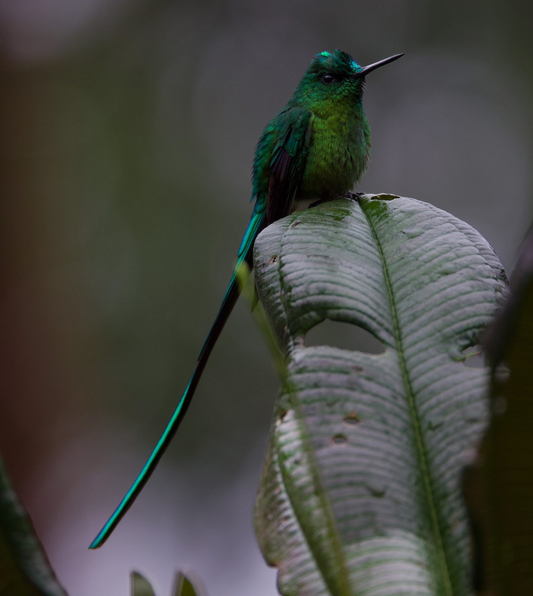 Long-tailed Sylph - ML617071028