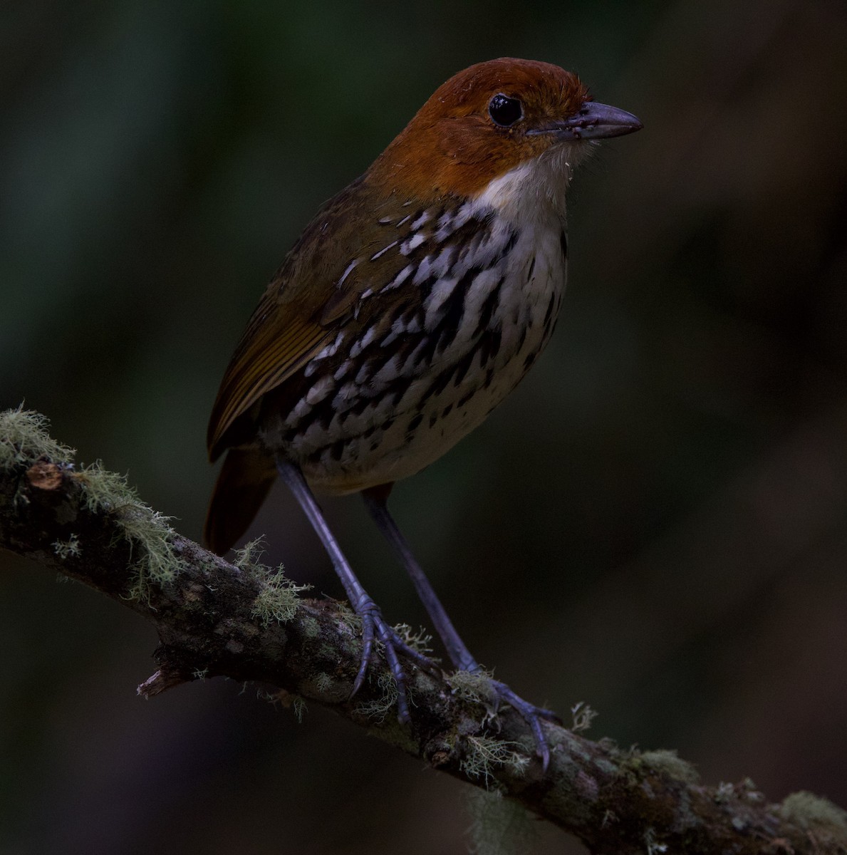 Chestnut-crowned Antpitta - ML617071072